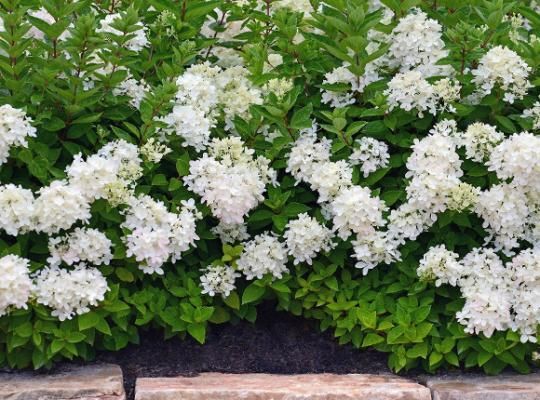 'Bombshell' Hortensja bukietowa Hydrangea paniculata