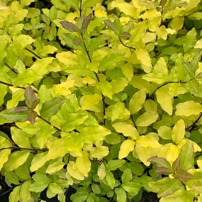 &#39;Lemon and Lime&#39; Ligustr Ligustrum ovalifolium