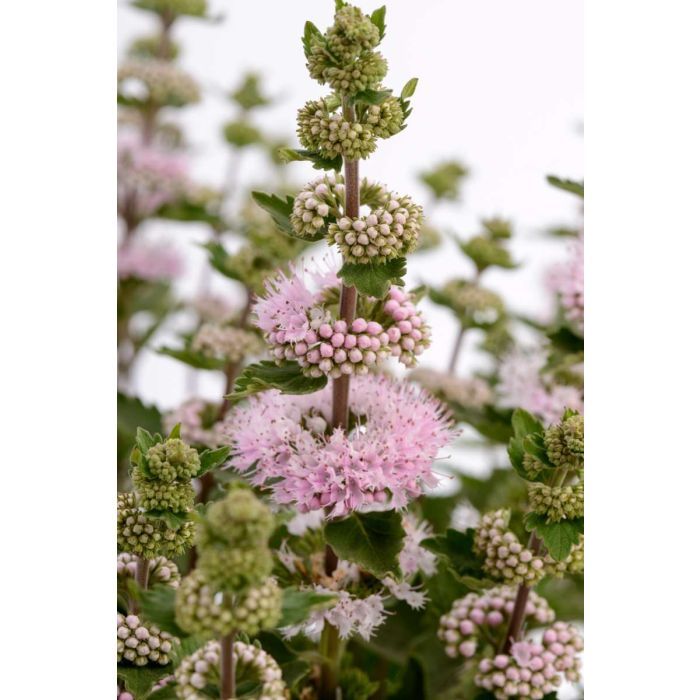&#39;Pavillon Pink&#39; Barbula Caryopteris
