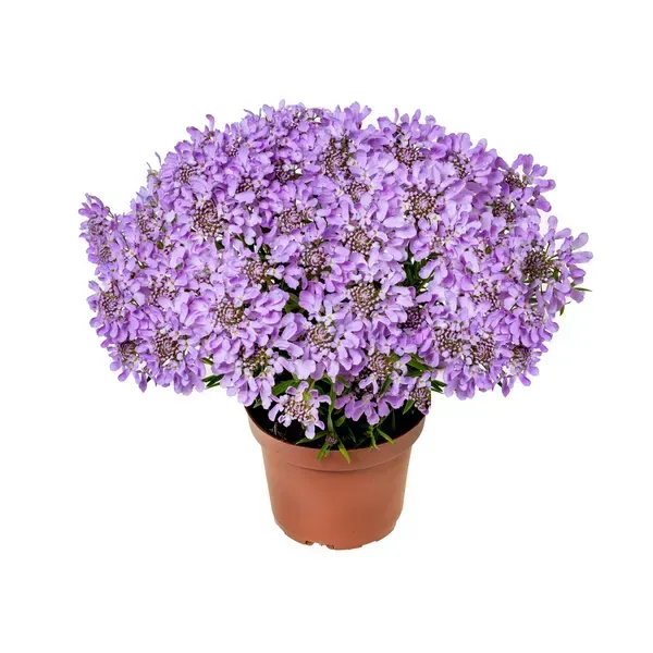&#39;Arielle Pink&#39; Ubiorek zimozielony Iberis
