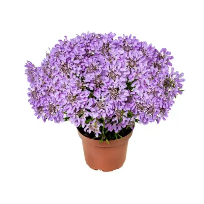 &#39;Arielle Pink&#39; Ubiorek zimozielony Iberis