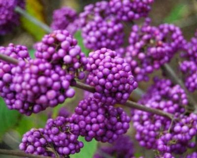 &#39;Profusion&#39; Pięknotka japońska Callicarpa japonica