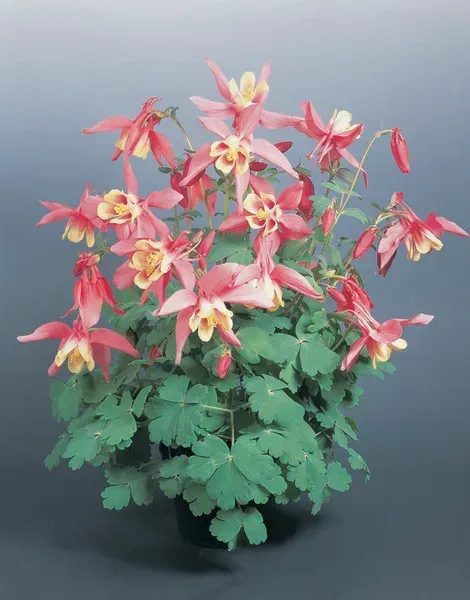 'Spring Magic Rose and Ivory' Orlik Aquilegia caerulea
