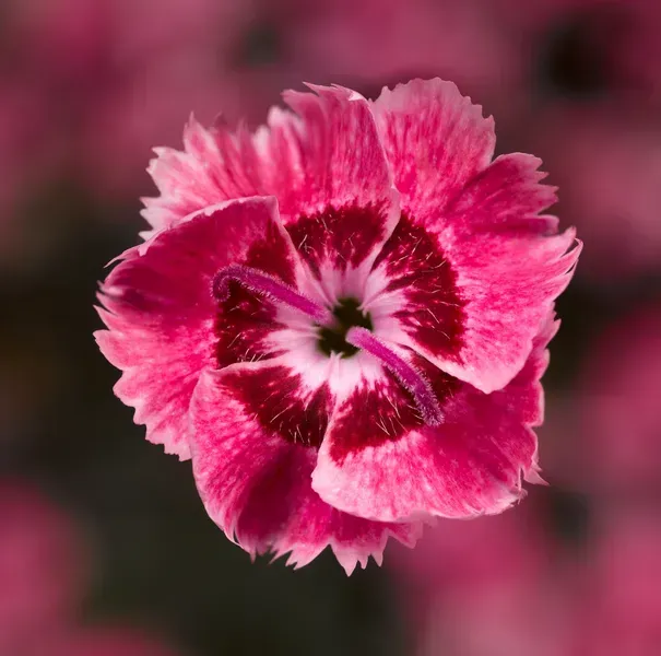 &#39;Dixi® Rose Picotte&#39; Goździk Dianthus