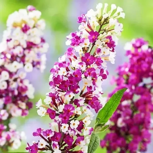 &#39;Berries &amp; Cream&#39; Budleja Dawida Buddleja davidii
