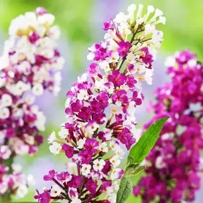 &#39;Berries &amp; Cream&#39; Budleja Dawida Buddleja davidii