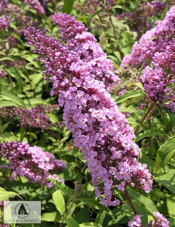 &#39;Nike&#39; Budleja Dawida Buddleja davidii