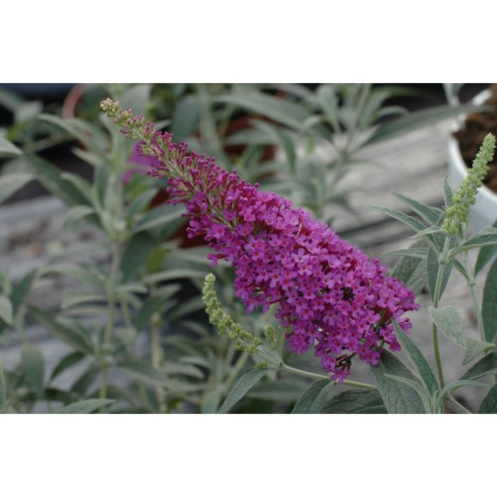 &#39;Buzz® Wine&#39; Budleja Dawida Buddleja davidii