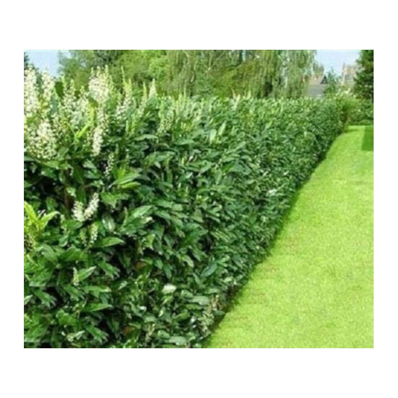 &#39;Caucasica&#39; Laurowiśnia Prunus laurocerasus