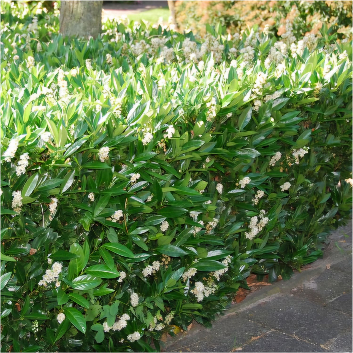&#39;Otto Supreme&#39; Laurowiśnia Prunus laurocerasus