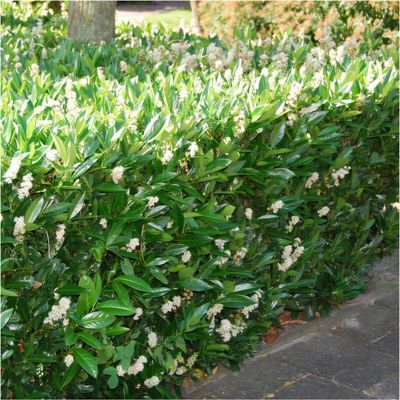 &#39;Otto Supreme&#39; Laurowiśnia Prunus laurocerasus