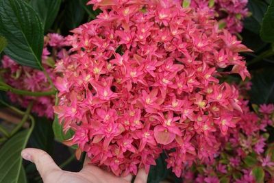 &#39;You &amp; Me® Princess Diana&#39; Hortensja ogrodowa Hydrangea