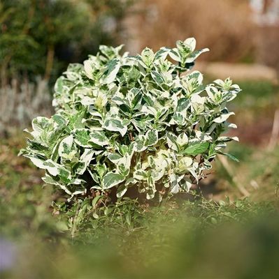 &#39;Magical Party Time&#39;® Hortensja ogrodowa Hydrangea