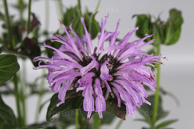 &#39;SUGAR BUZZ® Blue Moon&#39; Pysznogłówka biała Monarda