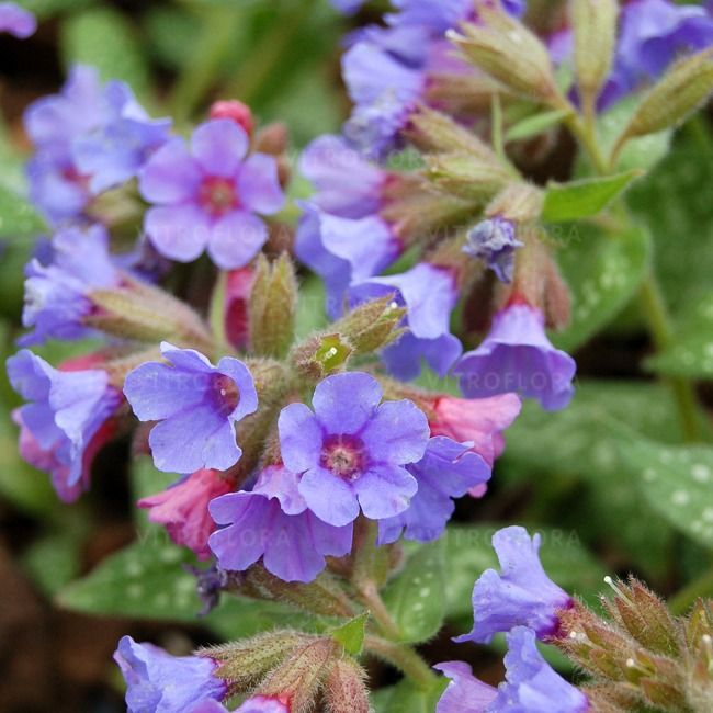 Miodunka niebieska ’Trevi Fountain’ Pulmonaria