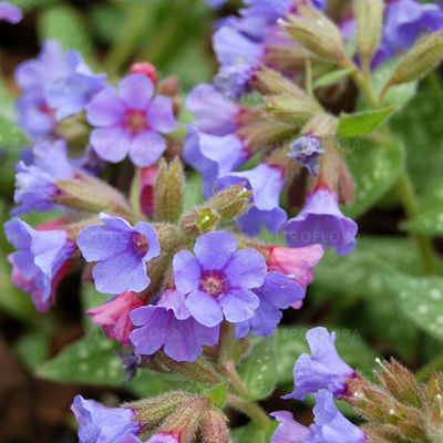 Miodunka niebieska ’Trevi Fountain’ Pulmonaria