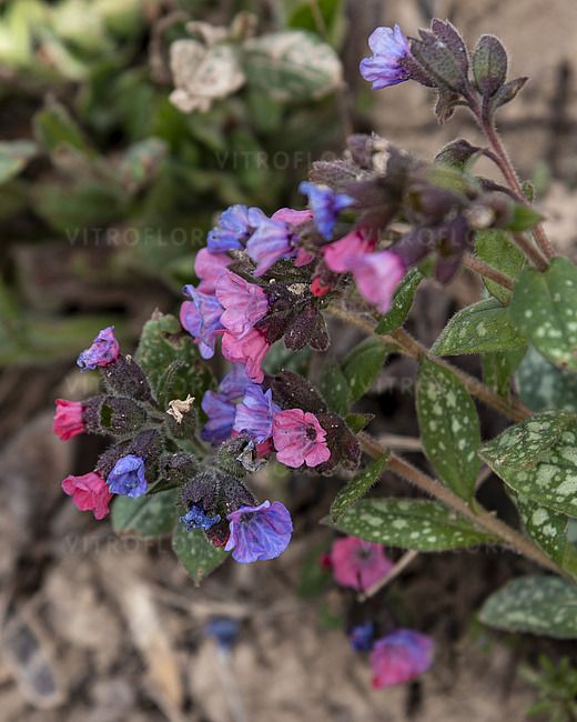 Miodunka różowo niebieska ’Silver Bouquet’ Pulmonaria