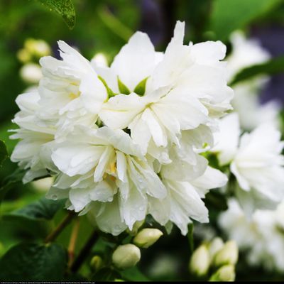 &#39;Minnesota Snowflake&#39; Jaśminowiec Philadelphus