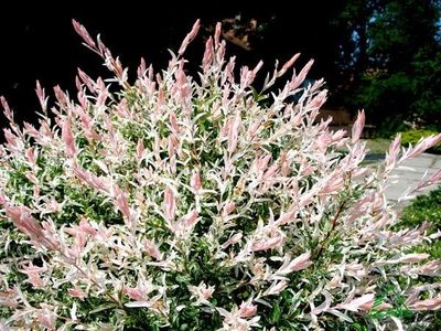 &#39;Hakuro-nishiki&#39; Wierzba japońska Salix integra