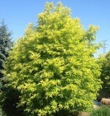 &#39;Golden Sunshine&#39; Wierzba sachalińska Salix udensis