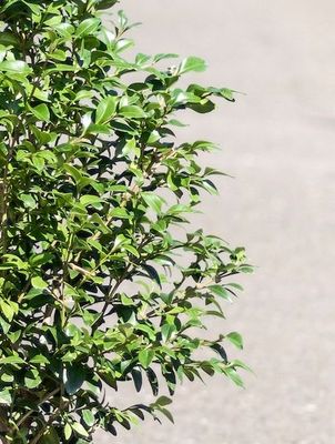 &#39;Giant&#39; Bukszpan Buxus sempervirens