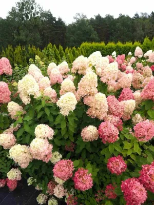 'Queen Ballerina' Hortensja bukietowa Hydrangea paniculata