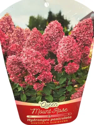 &#39;Queen Mini Bella&#39; Hortensja bukietowa Hydrangea paniculata