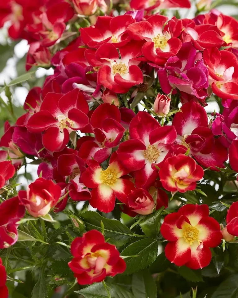 &#39;Everglow Ruby&#39; Róża ogrodowa Rosa