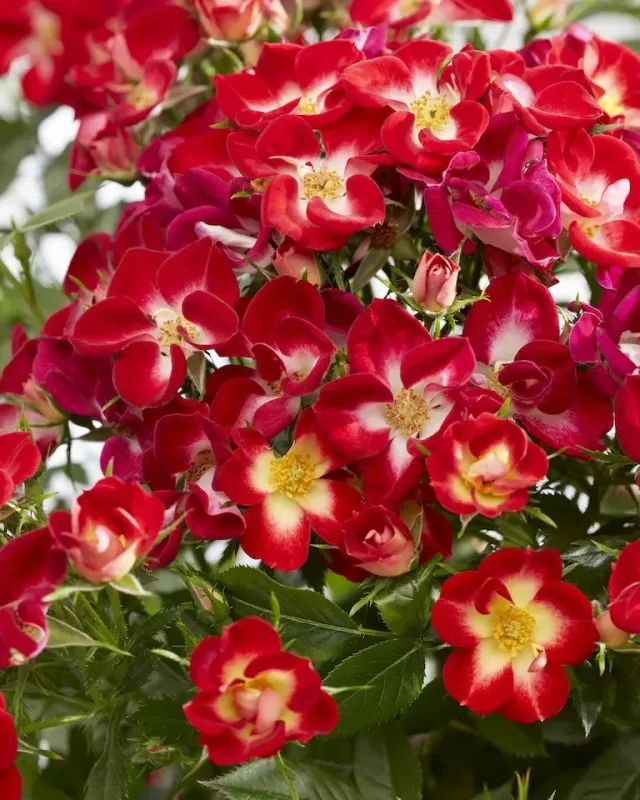 &#39;Everglow Ruby&#39; Róża ogrodowa Rosa