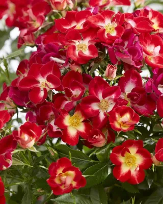 &#39;Everglow Ruby&#39; Róża ogrodowa Rosa