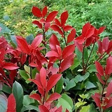 &#39;Carré Rouge&#39; Głogownik Photinia fraseri