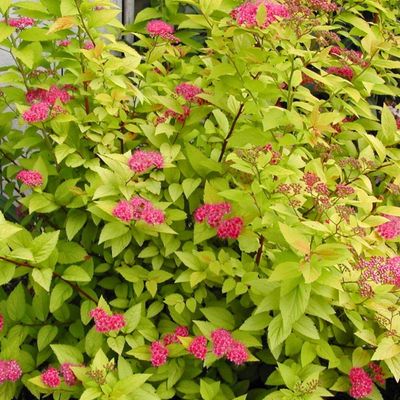 &#39;Candlelight&#39; Tawuła japońska Spirea japonica