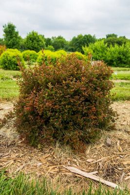 &#39;Spicy Devil&#39; Pęcherznica Physocarpus