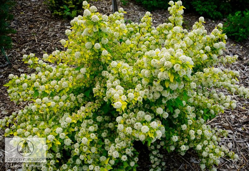 &#39;Tiny Wine Gold&#39; Pęcherznica Physocarpus