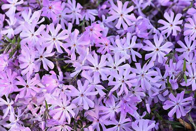 &#39;Bedazzled Lavender&#39; Floks szydlasty Phlox subulata