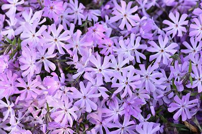 'Bedazzled Lavender' Floks szydlasty Phlox subulata