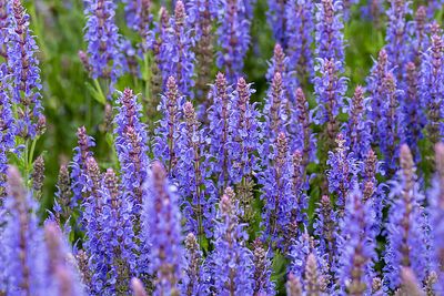 &#39;Blauhügel&#39; Szałwia omszona Salvia nemorosa