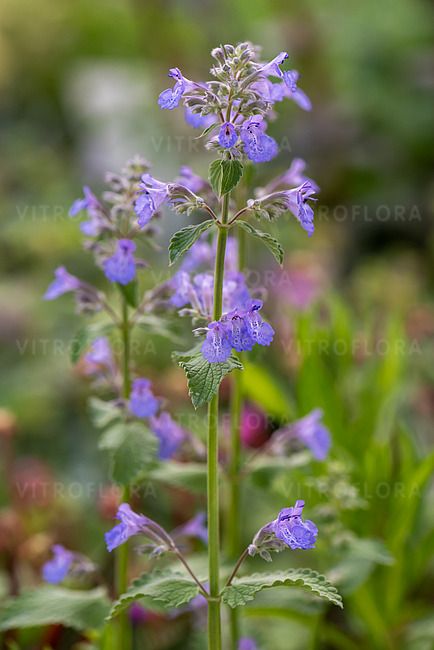 &#39;Kit Cat&#39; Kocimiętka Nepeta