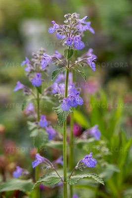 &#39;Kit Cat&#39; Kocimiętka Nepeta