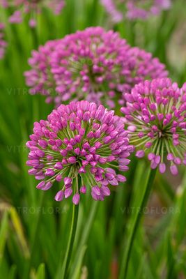 &#39;Millenium&#39; Czosnek ozdobny Allium hybrida