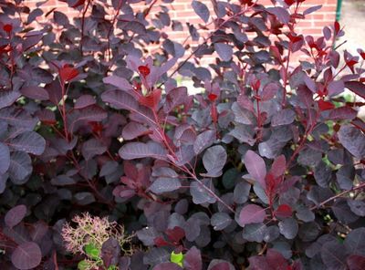 &#39;Dusky Maiden&#39; Perukowiec podolski Cotinus