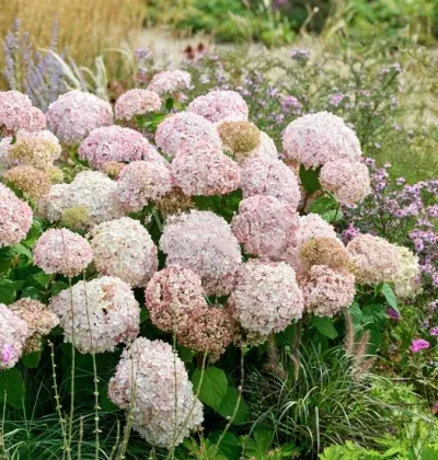 Hortensja drzewiasta Hydrangea arborescens &#39;Candybelle MiniBell&#39;