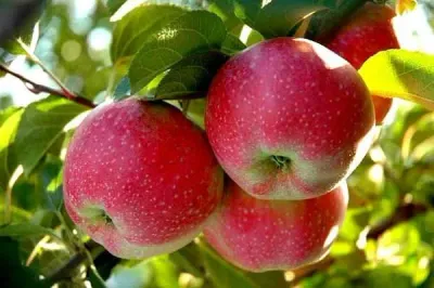 Jabłoń w doniczce jabłonka 'Alwa'