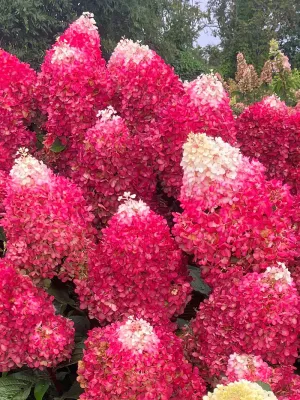 'Living Red Velvet®' Hortensja Bukietowa Hydrangea paniculata