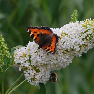 'White Profusion' Budleja Dawida Buddleja davidii