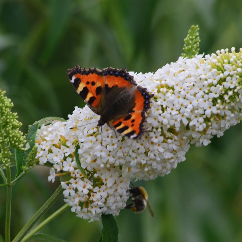 'White Profusion' Budleja Dawida Buddleja davidii