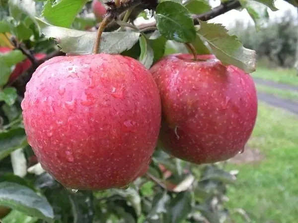 Jabłoń w doniczce jabłonka 'Cortland'