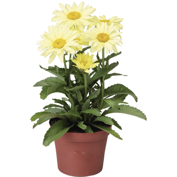 'Broadway Lights®' Złocień, Jastrun Leucanthemum