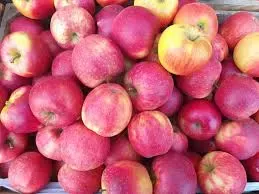 Jabłoń w doniczce jabłonka 'Lobo'