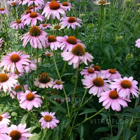 'Magnus' Jeżówka Echinacea